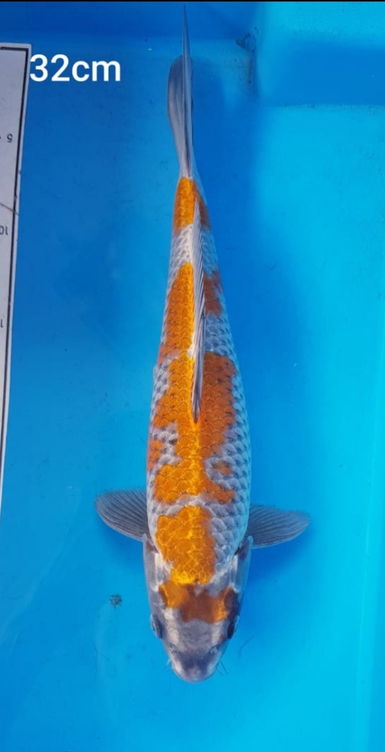 Juara 3