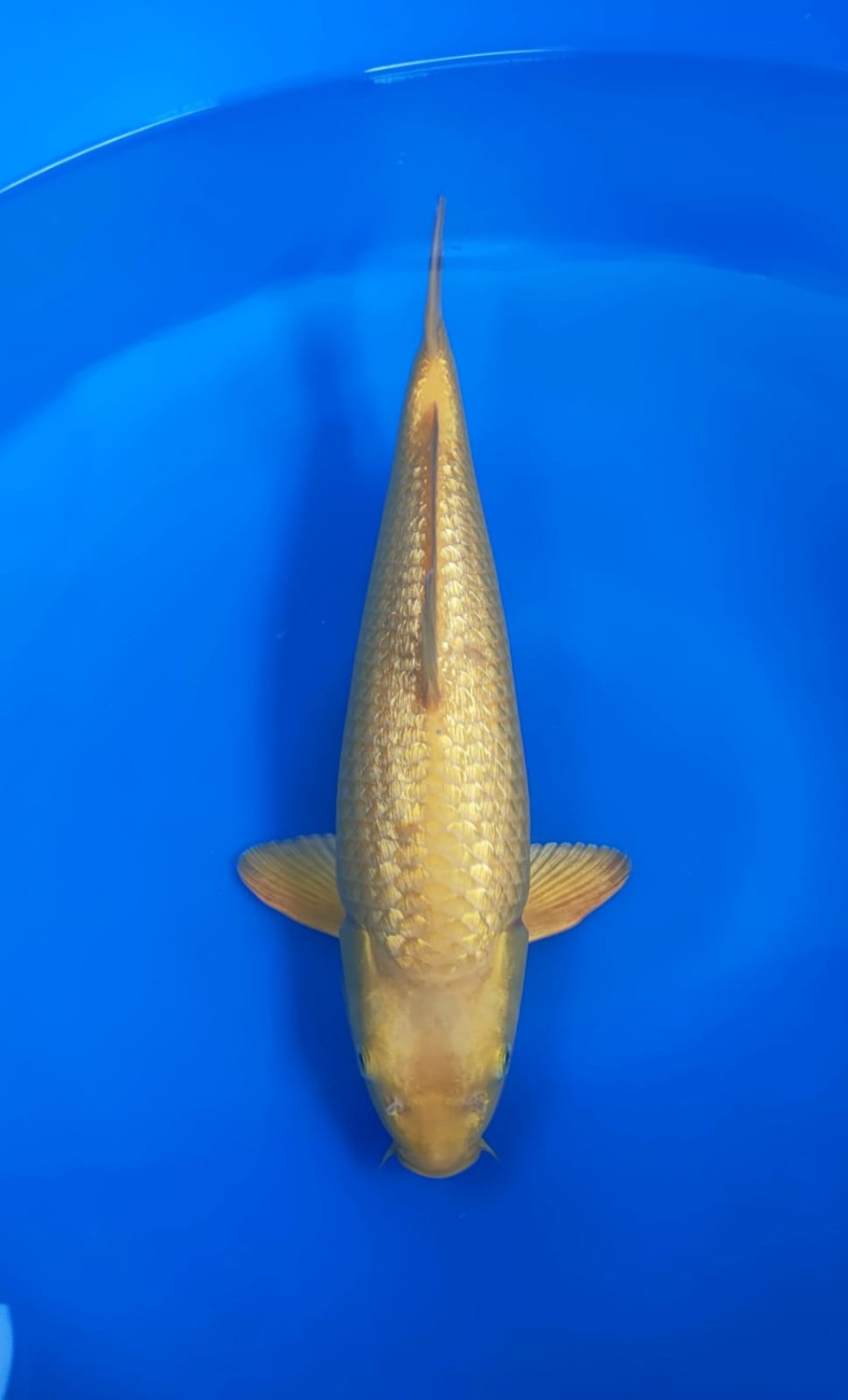 Juara 1