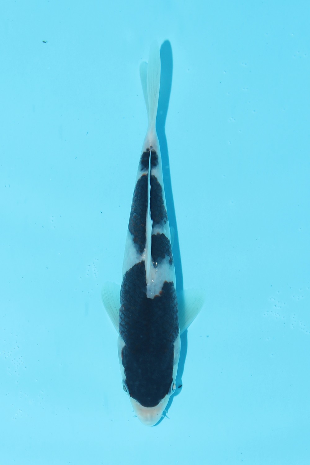 Juara 2