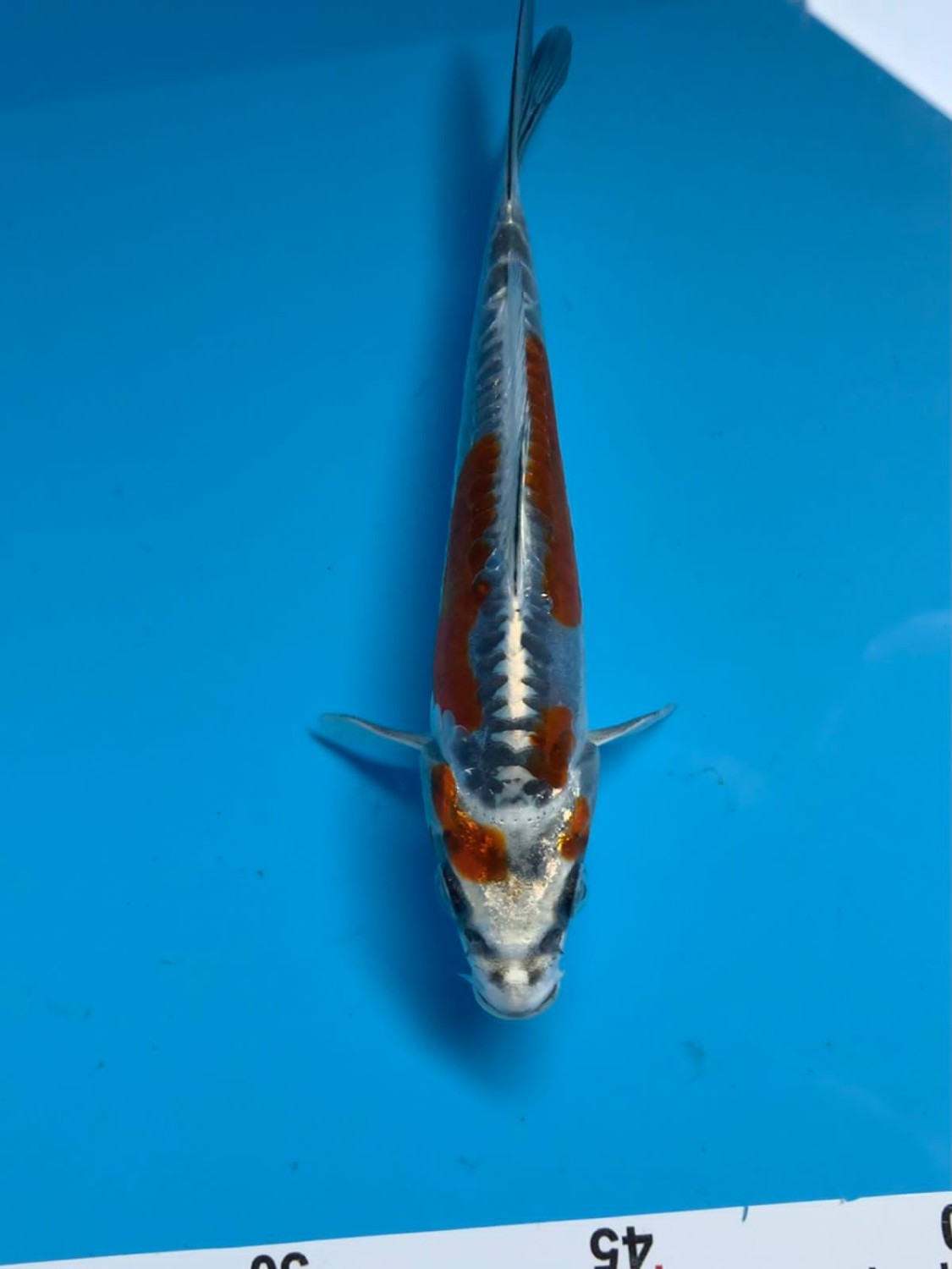 Juara 2