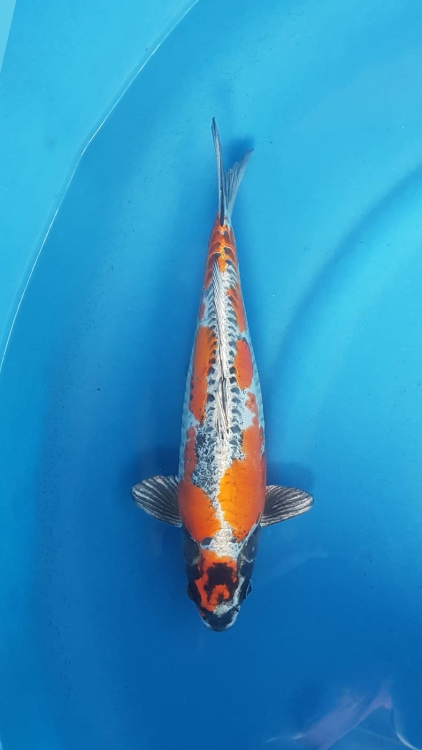 Juara 2