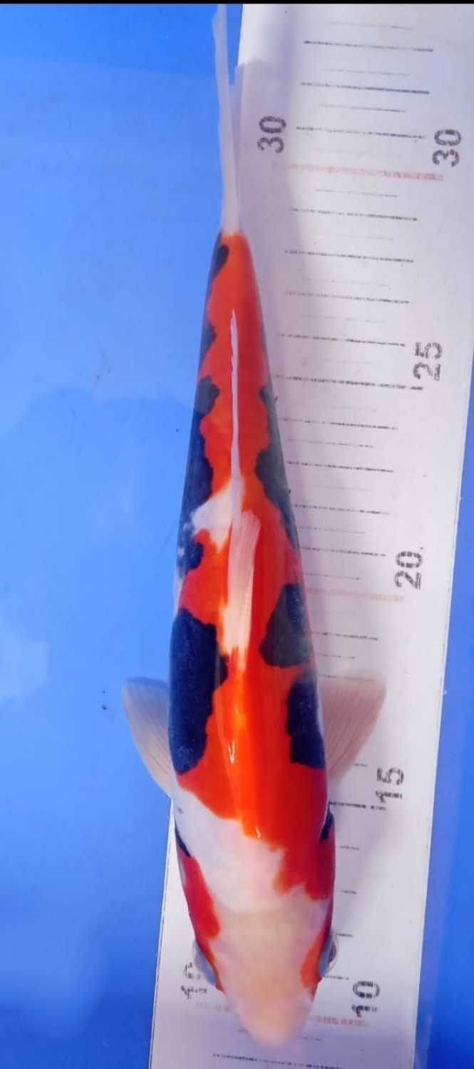 Juara 3
