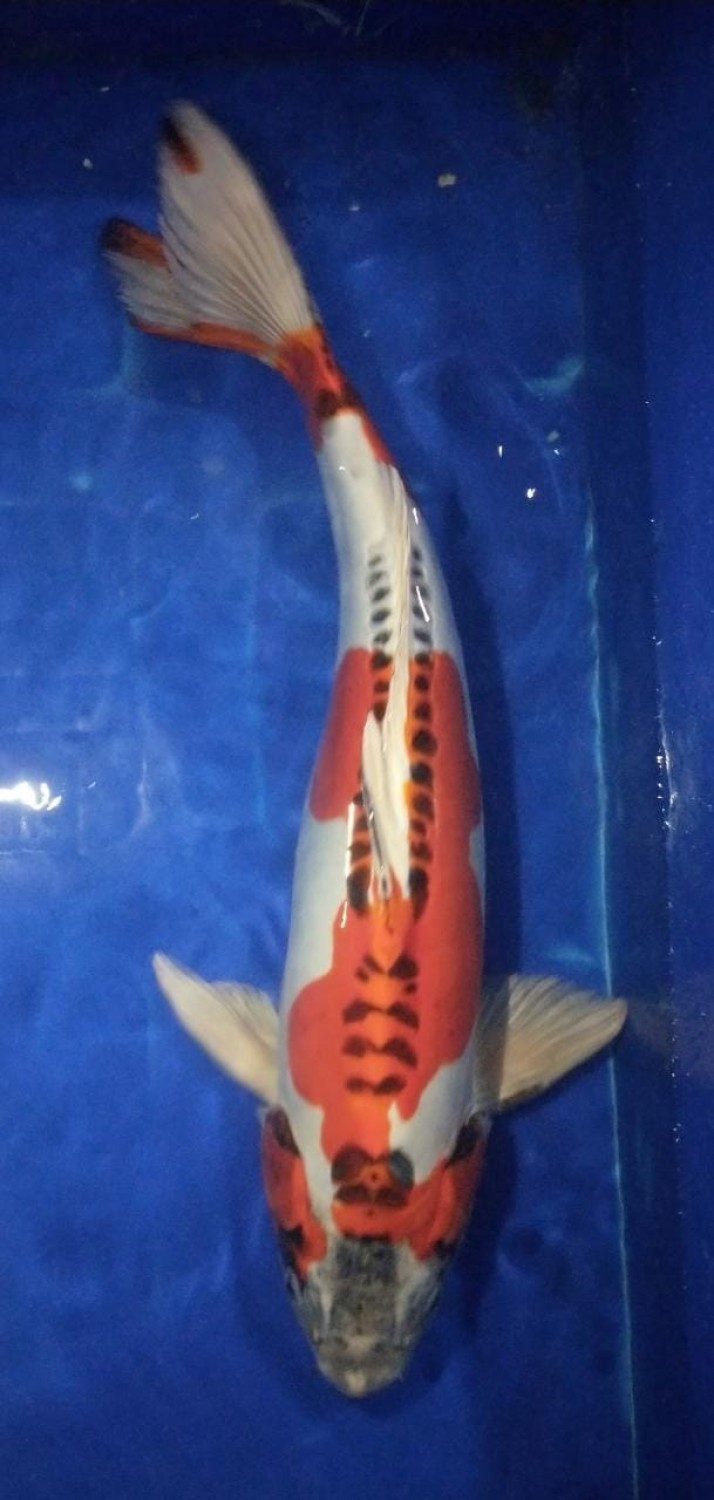 Juara 4