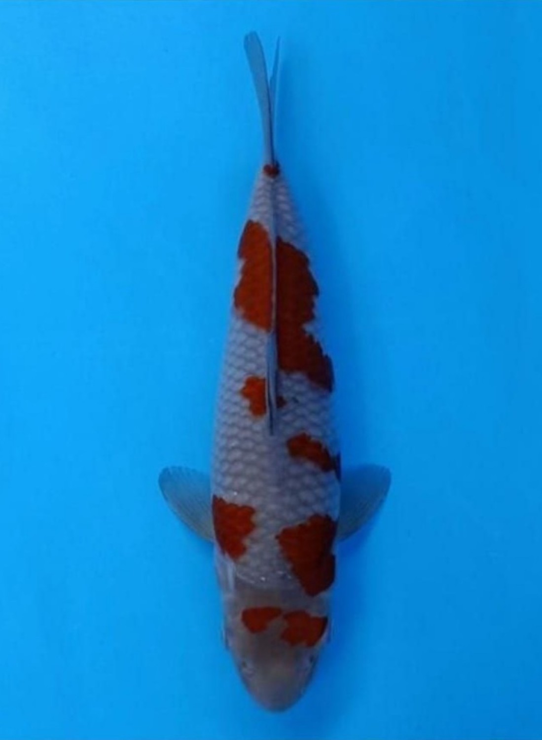 Juara 1