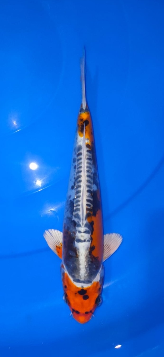 Juara 4