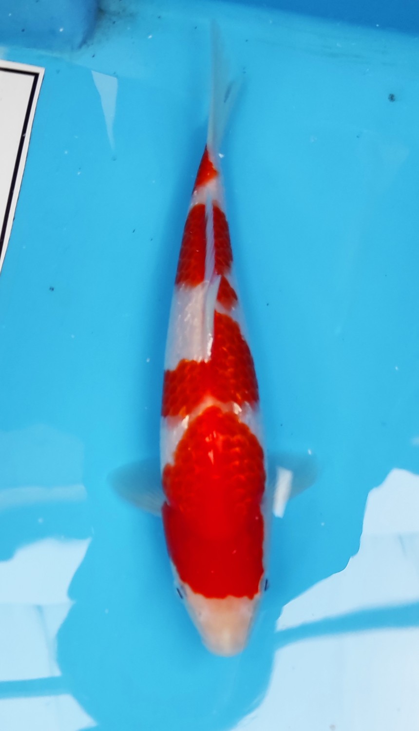 Juara 3