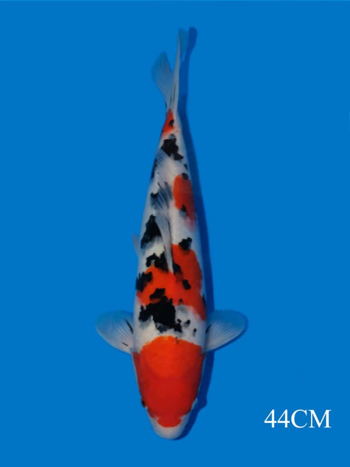 Juara 2