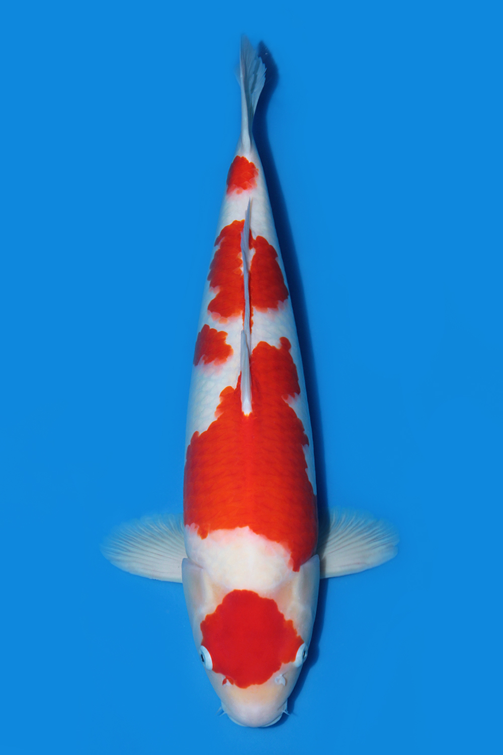 Juara 1