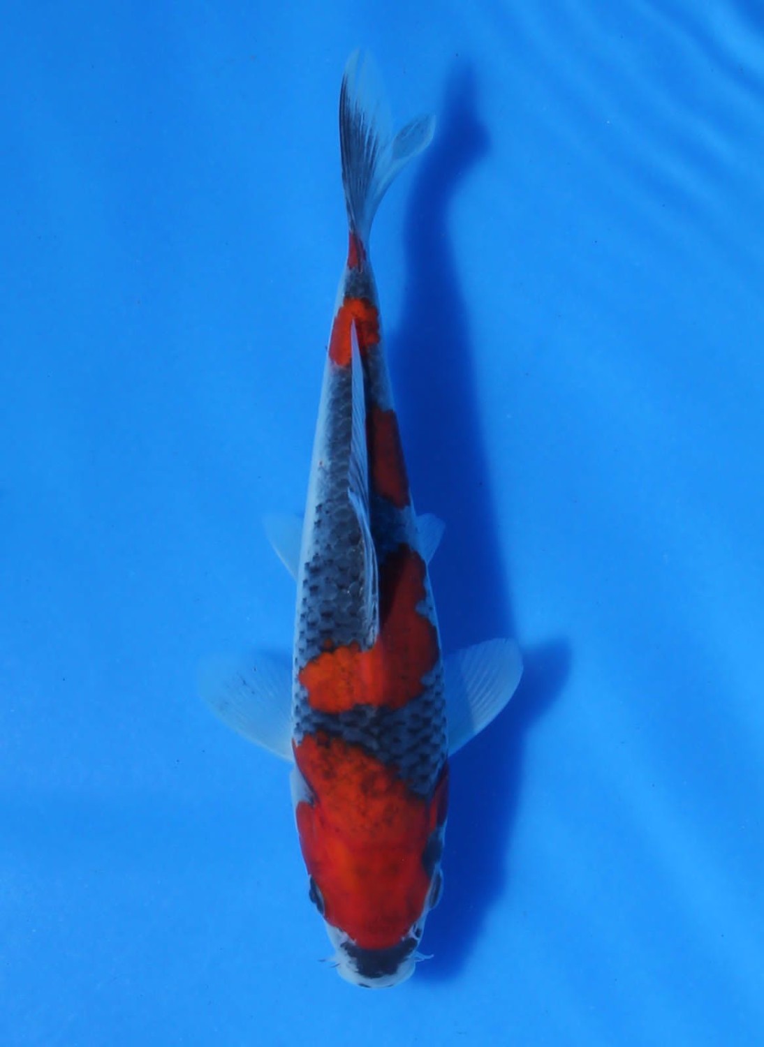 Juara 3