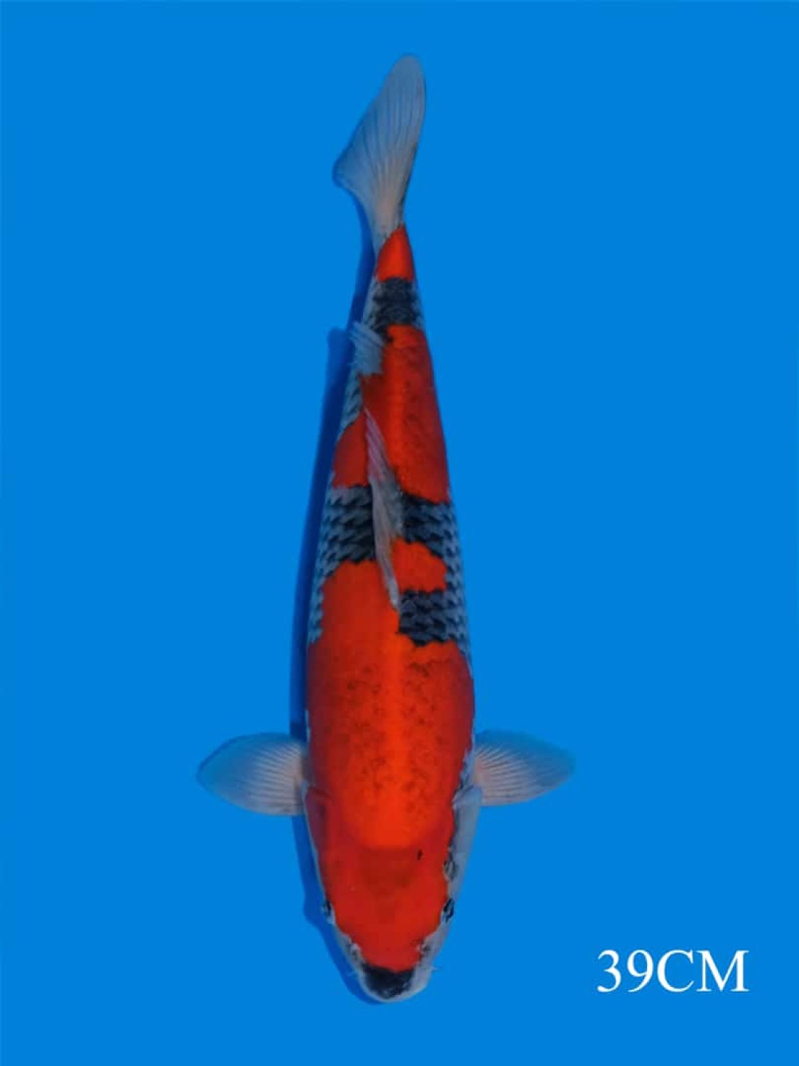 Juara 1