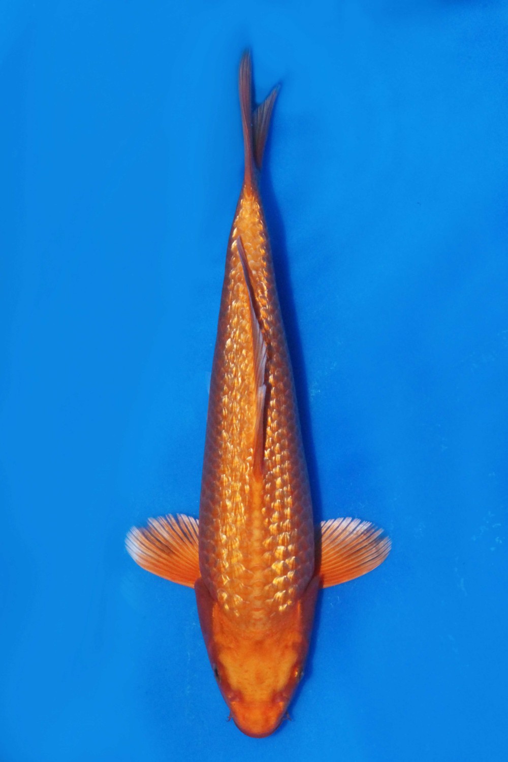 Juara 2