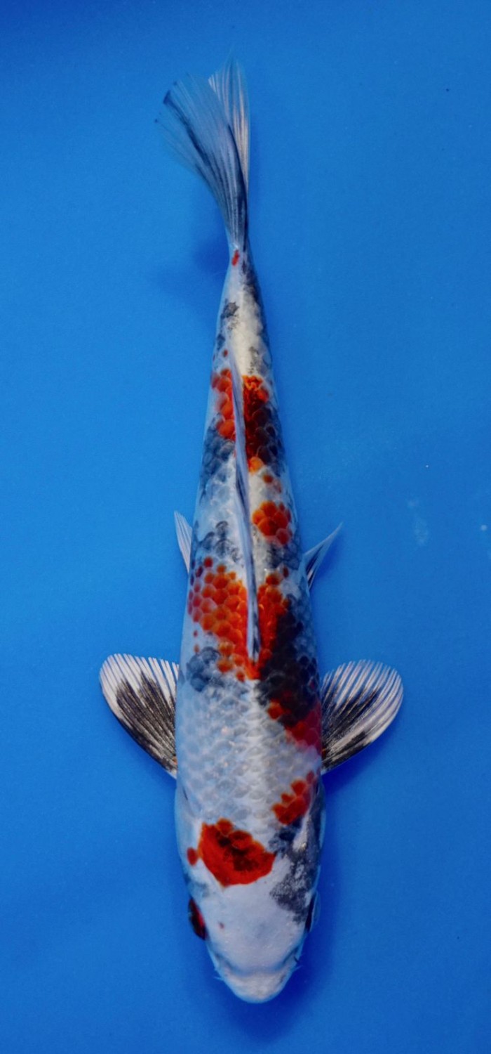 Best In Size D 16-20 Cm