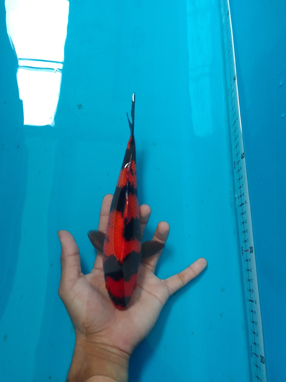 Juara 1