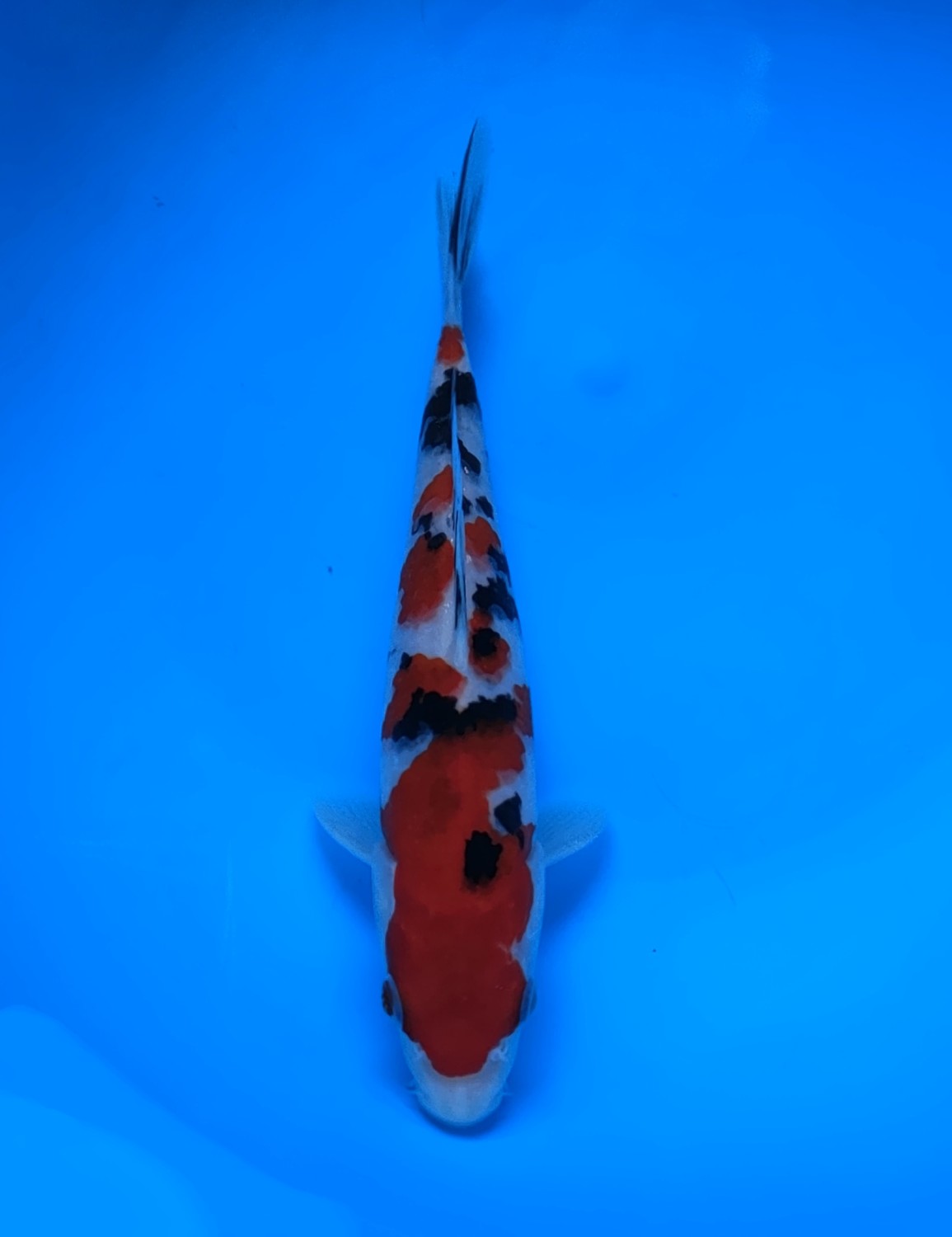 Best In Size A 16-20 Cm