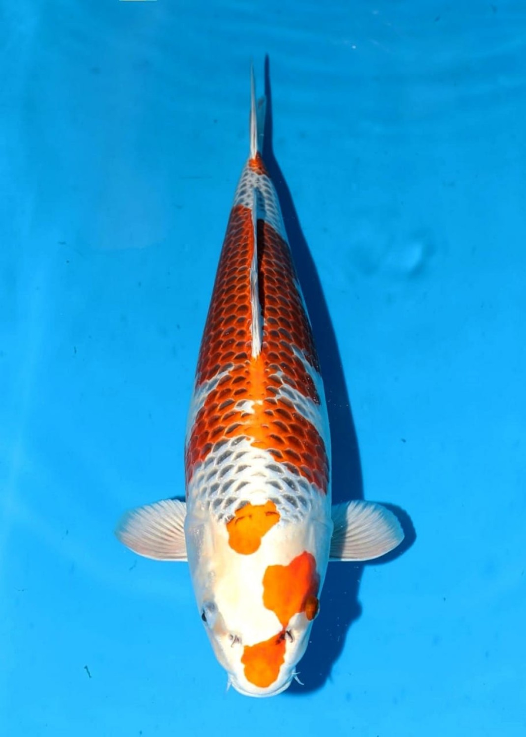Juara 2