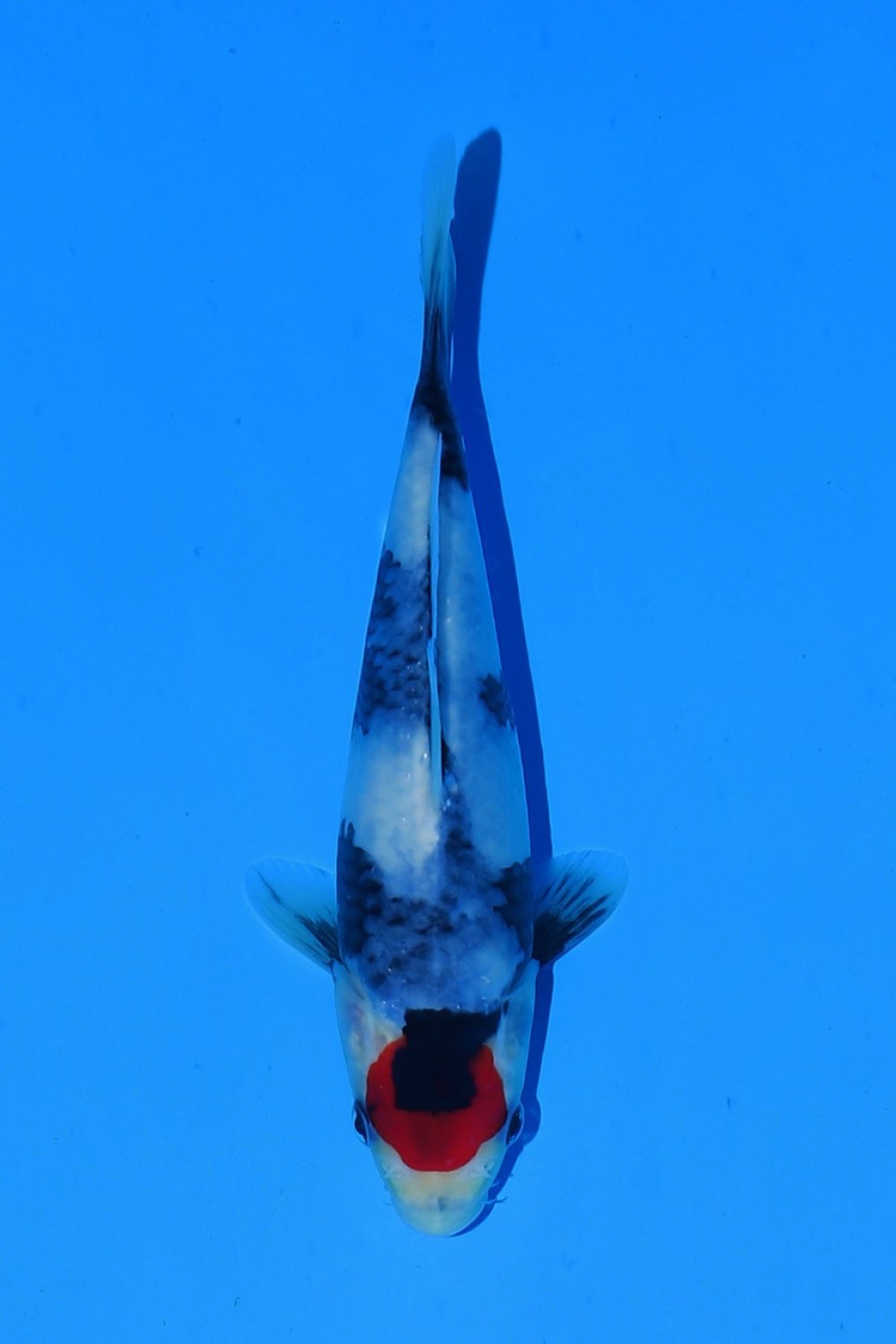 Juara 4