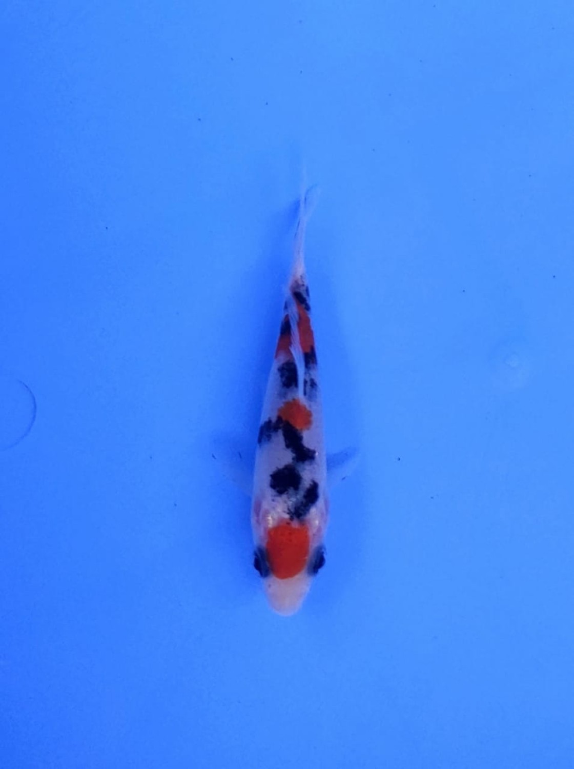 Juara 1