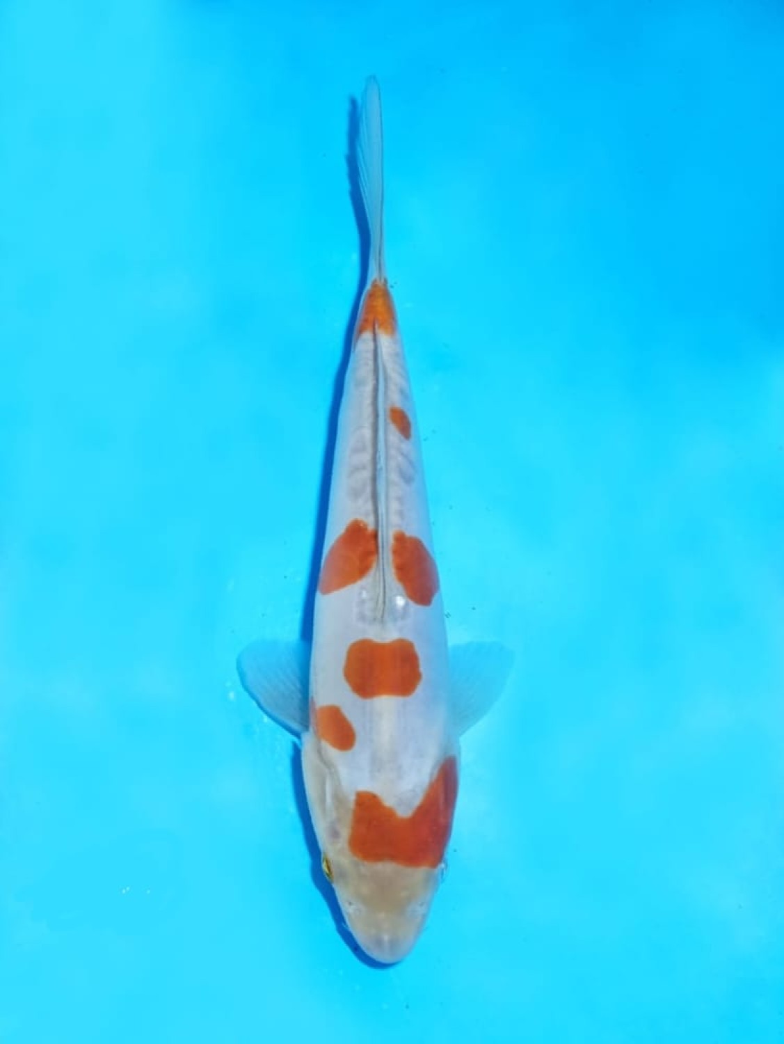 Juara 5