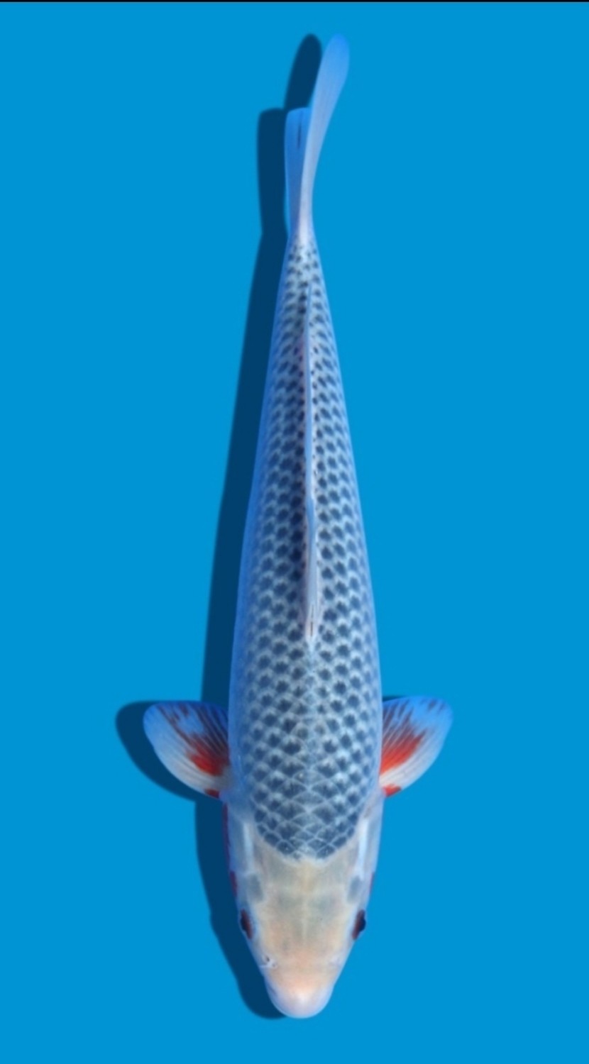 Juara 3