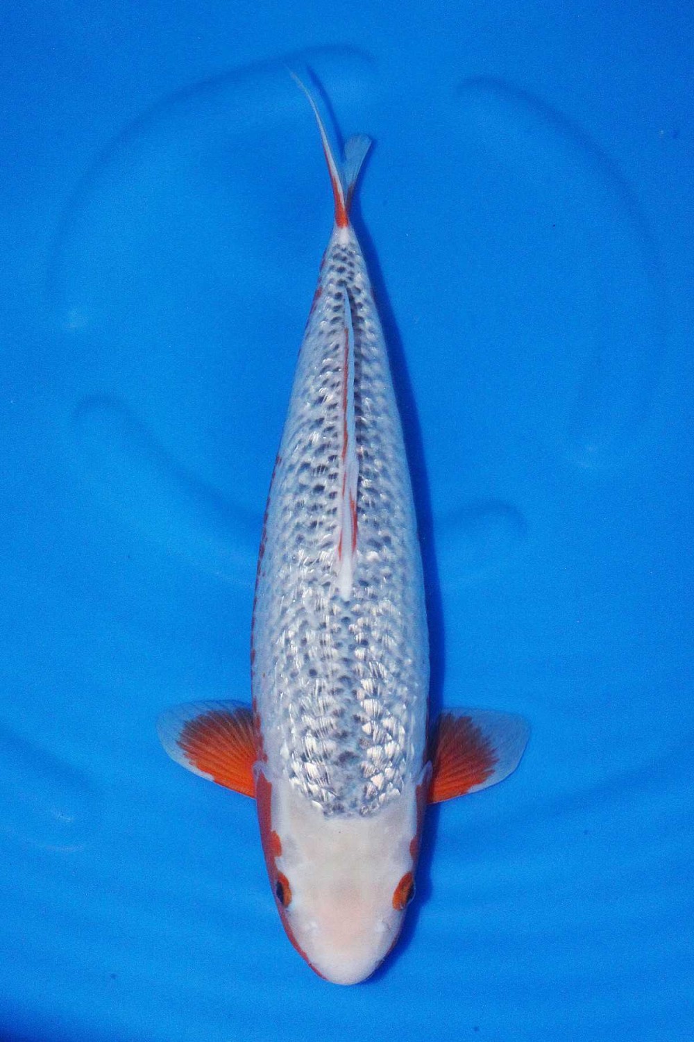 Juara 1