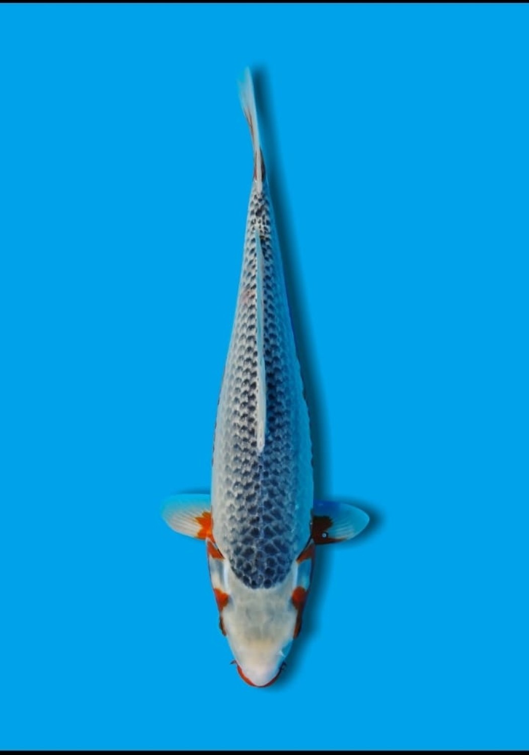 Juara 1