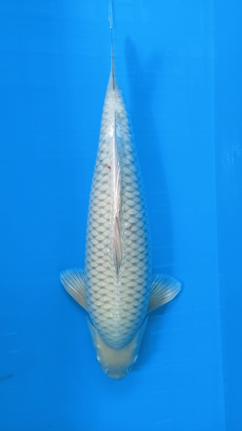 Juara 3