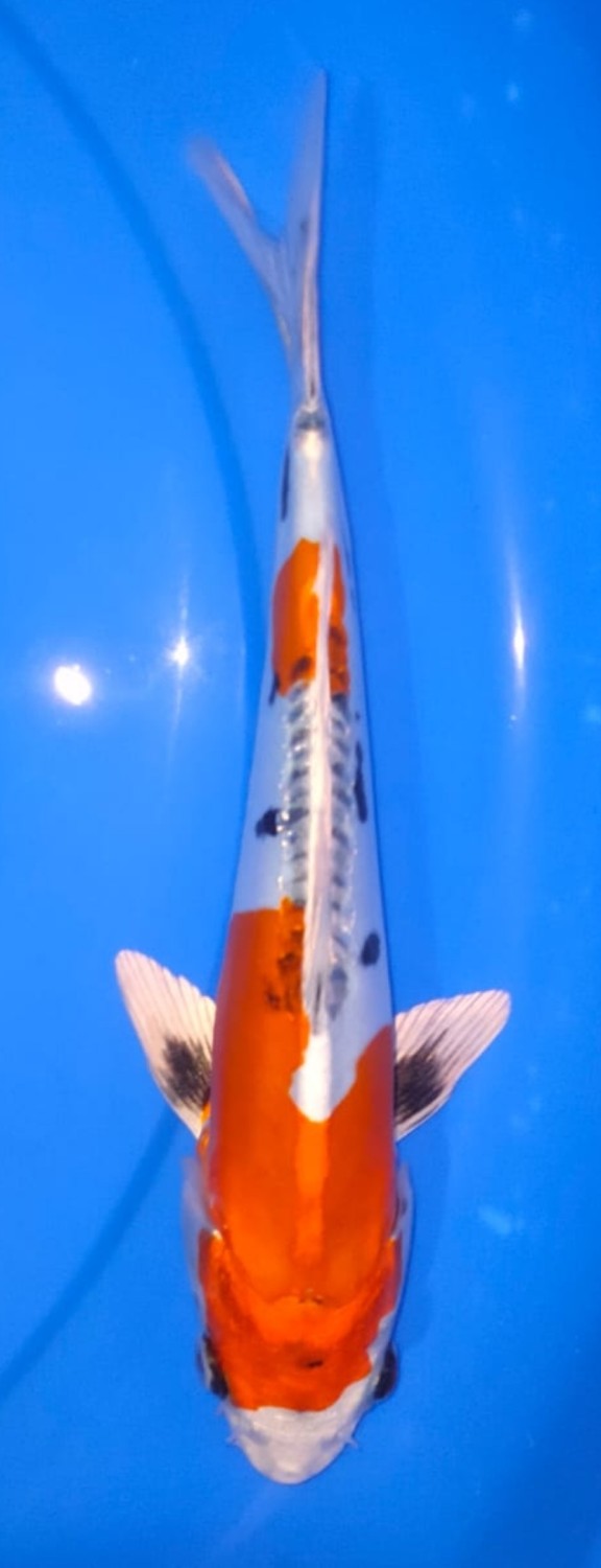 Juara 5