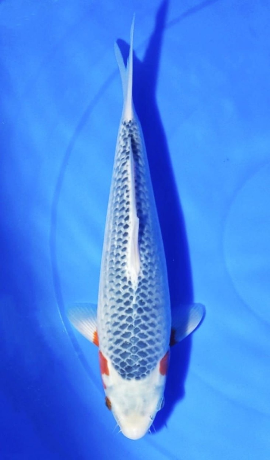 Juara 4