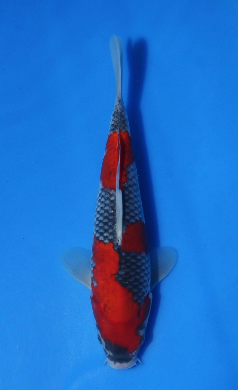 Juara 1