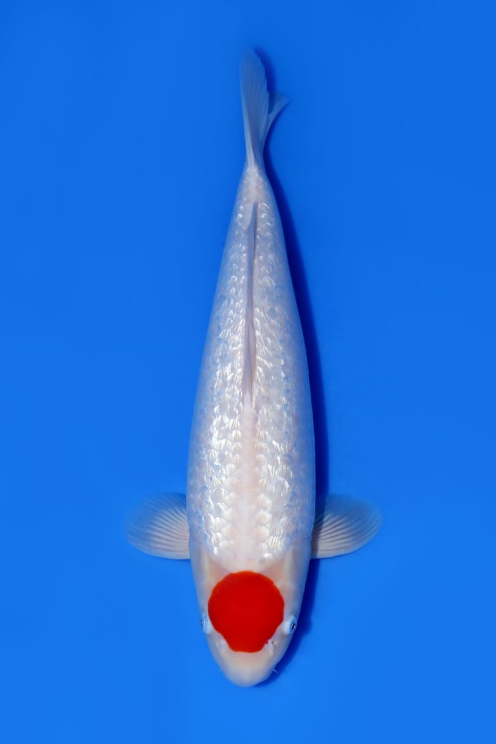 Juara 1
