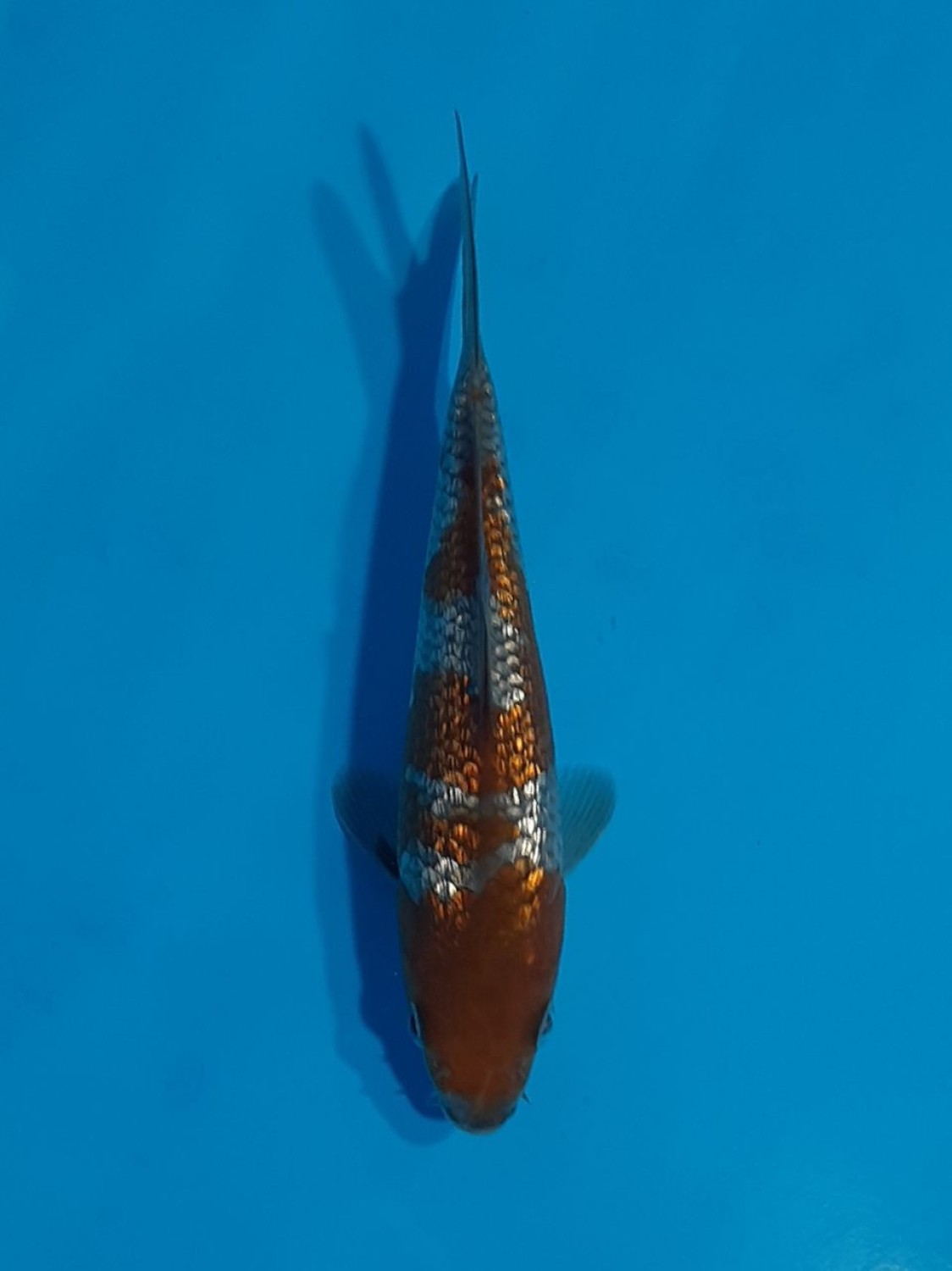Juara 1