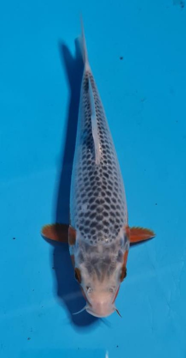 Juara 2