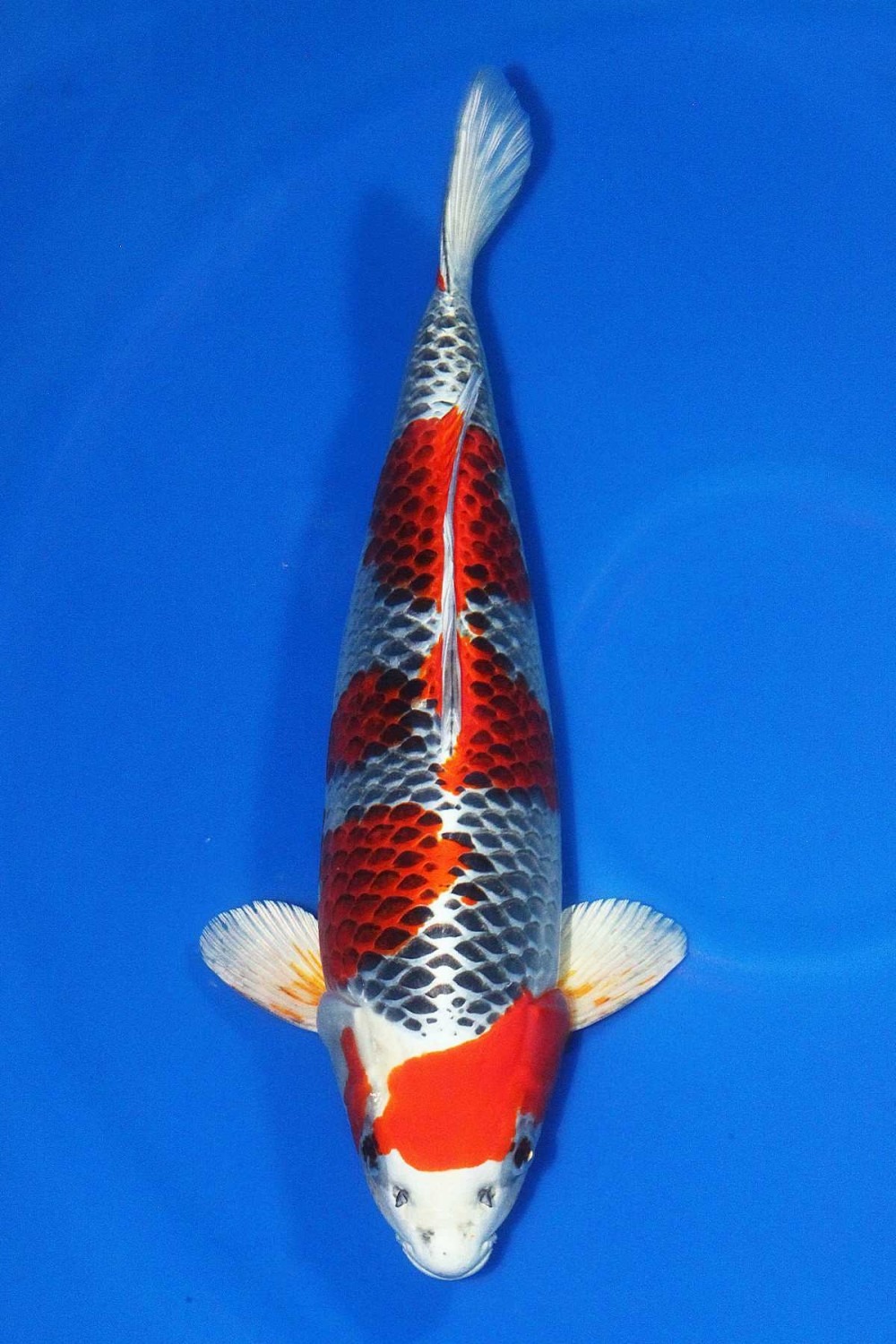 Juara 1