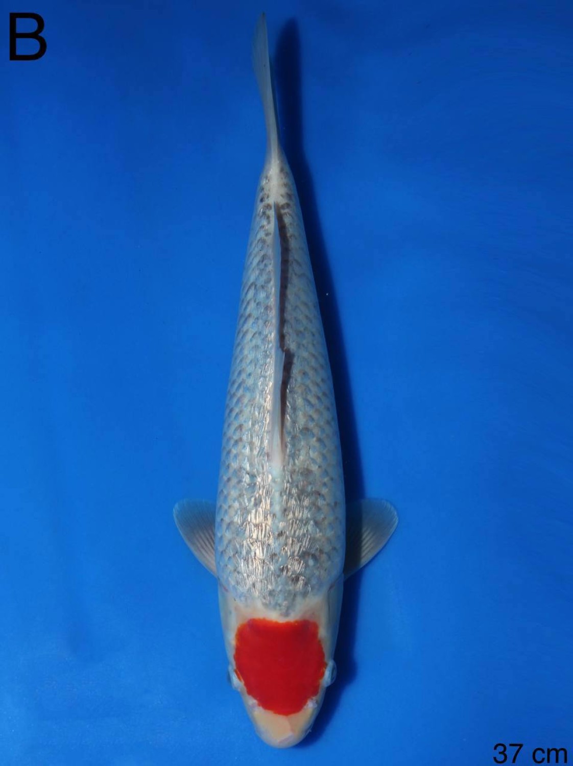Juara 2