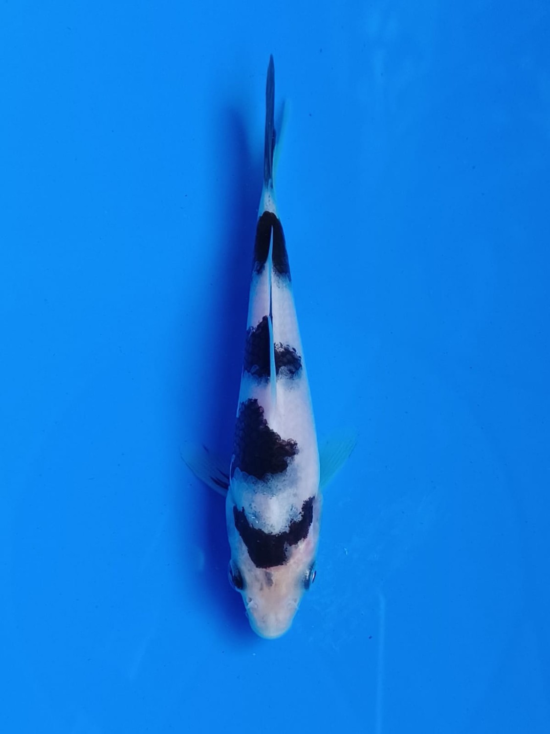 Juara 1