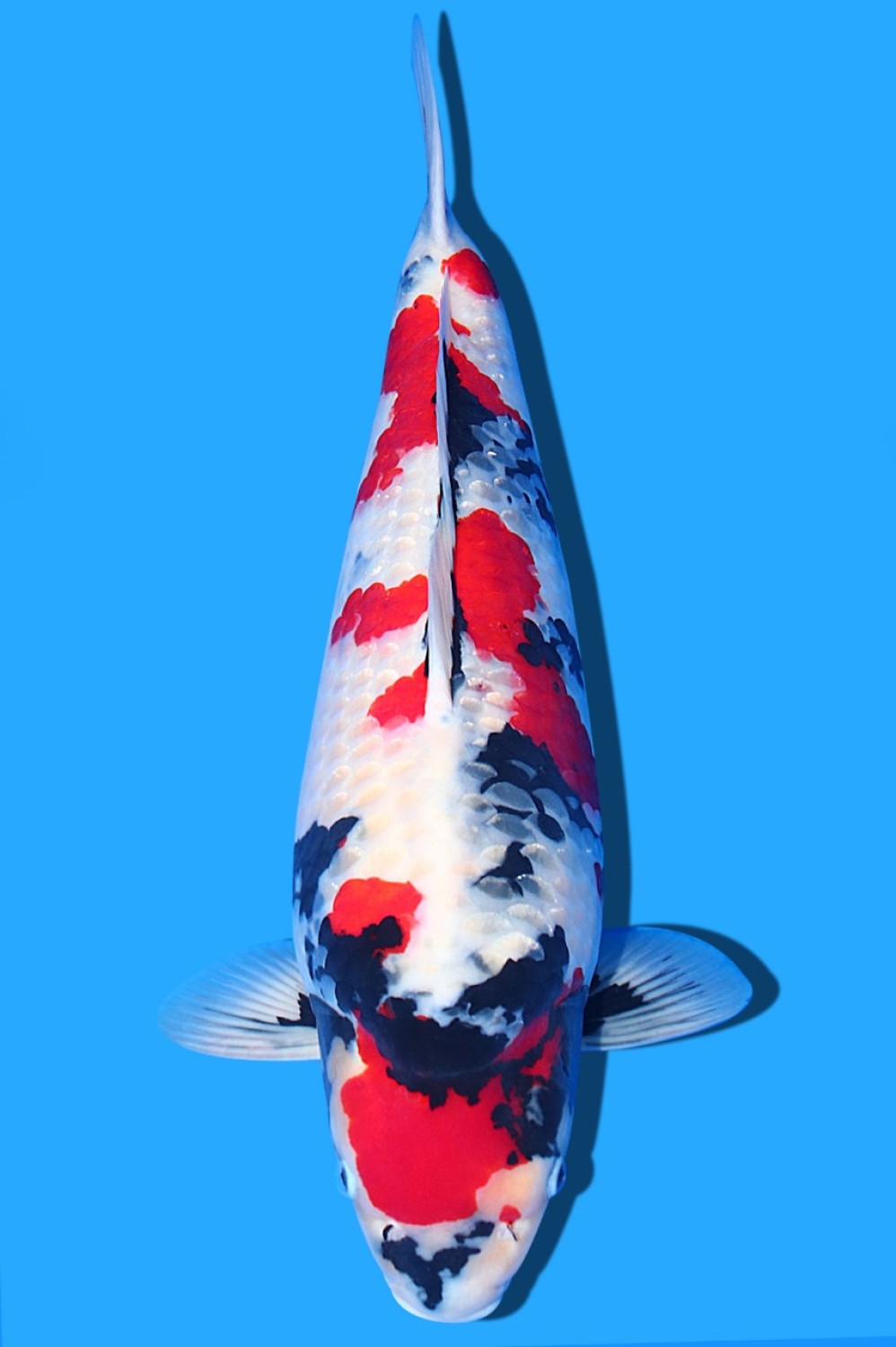 Best In Size A 56-60 Cm