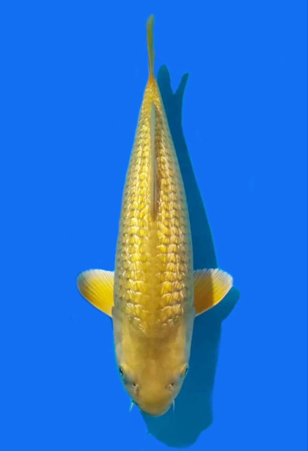 Juara 2