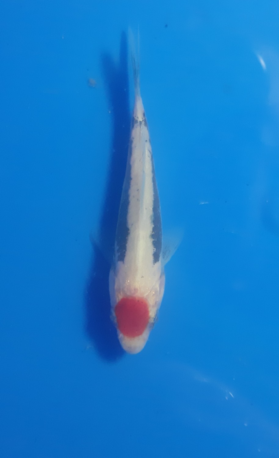 Juara 4
