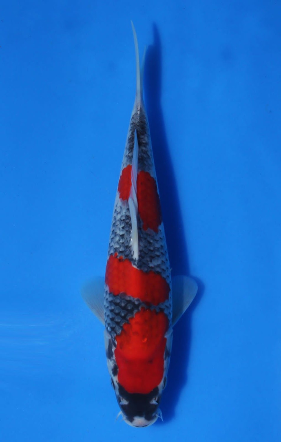 Juara 3