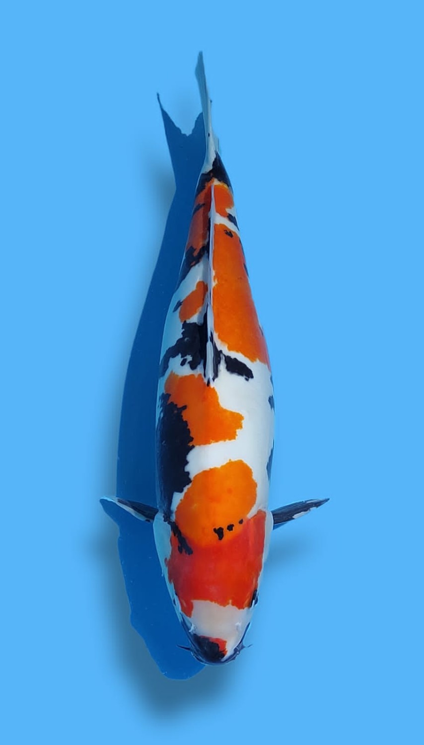 Juara 2