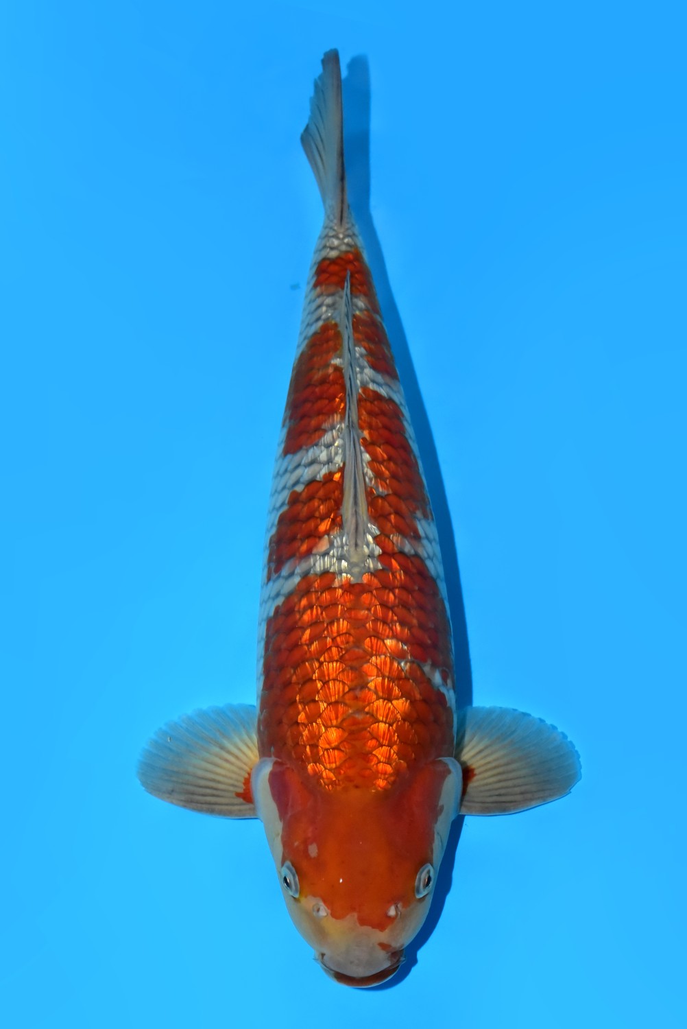 Juara 2