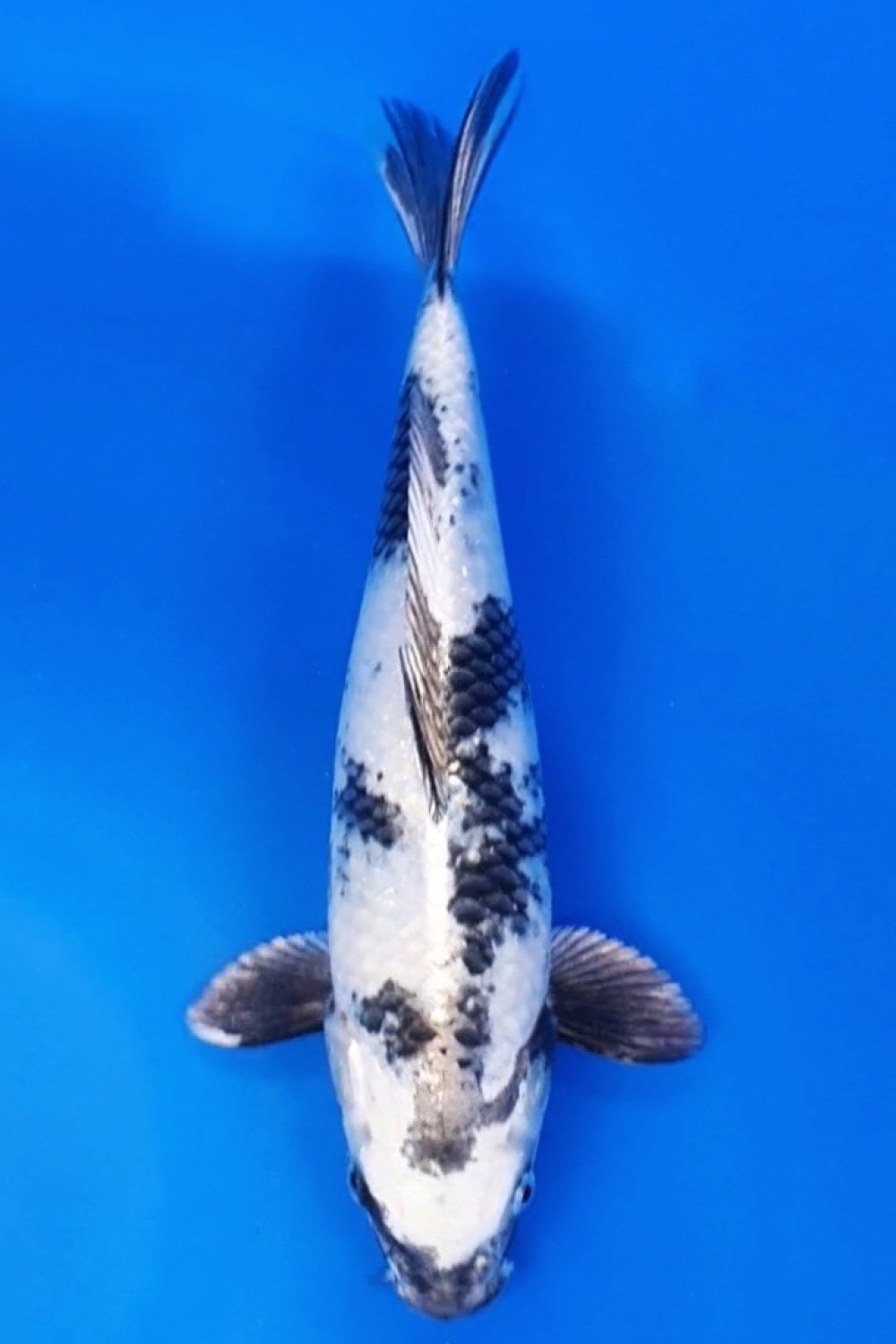 Juara 1
