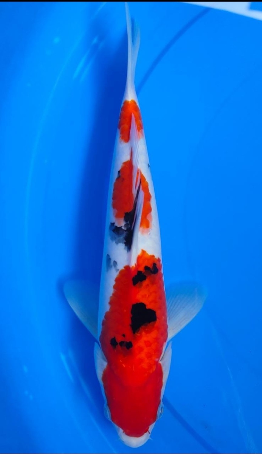 Juara 5