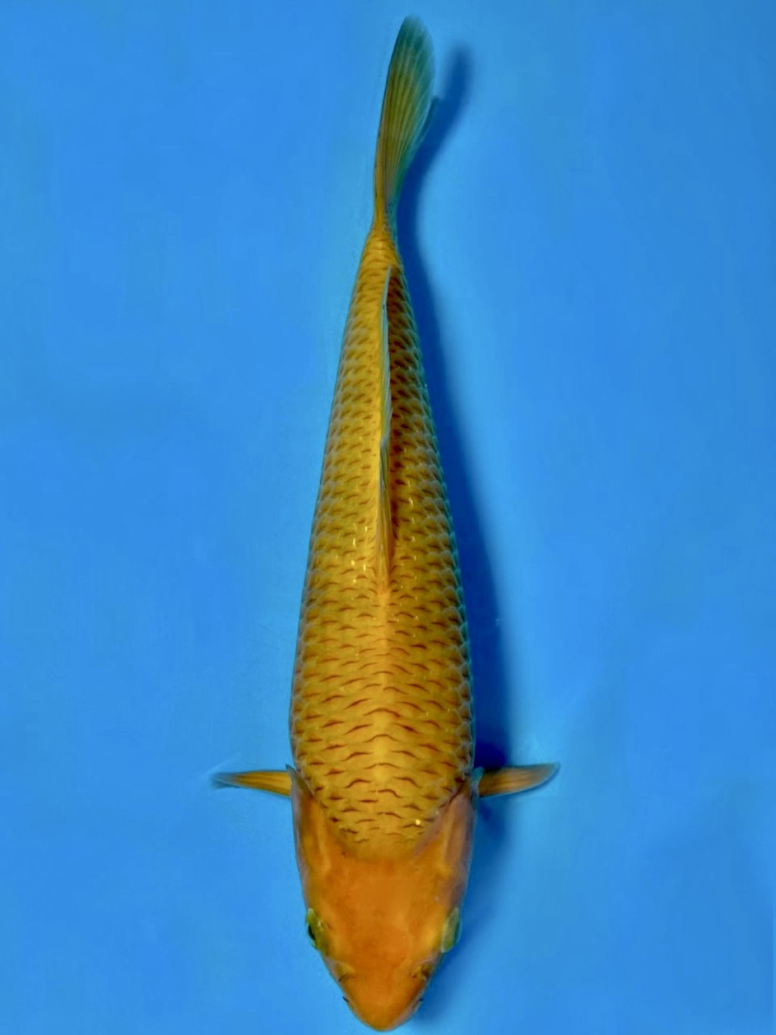 Best In Size E 26-30 Cm