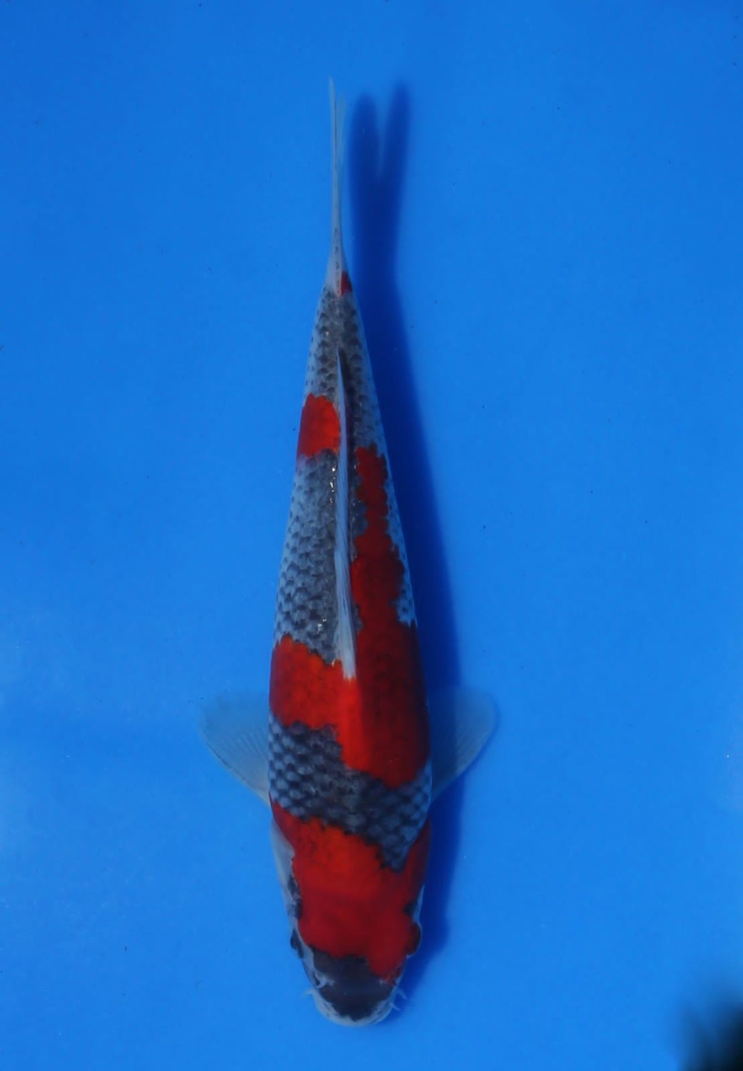 Juara 2