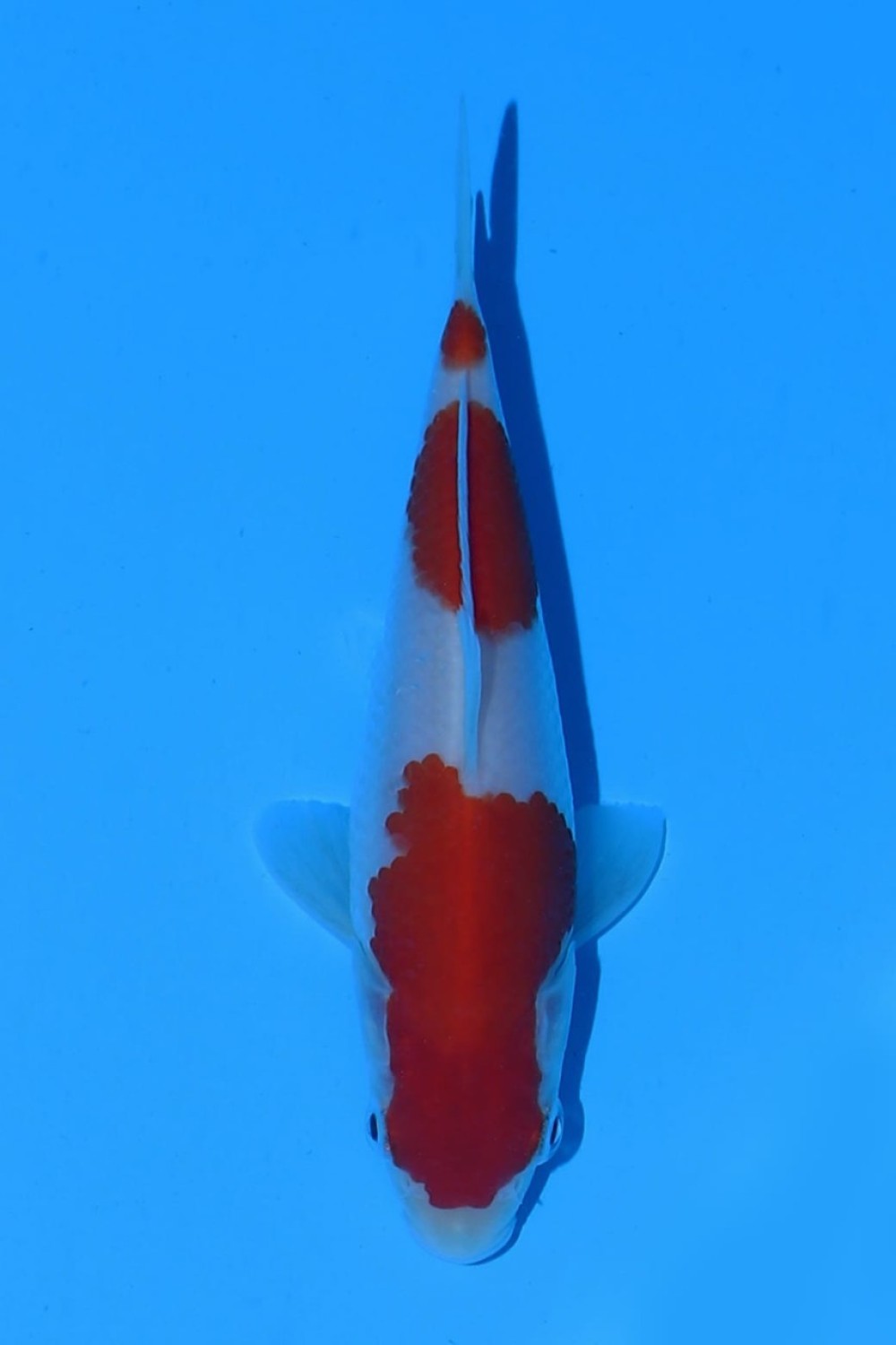 Juara 1