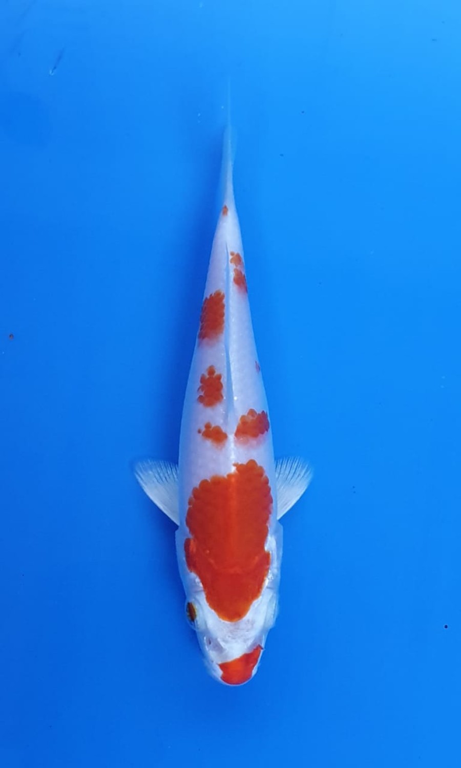 Juara 1