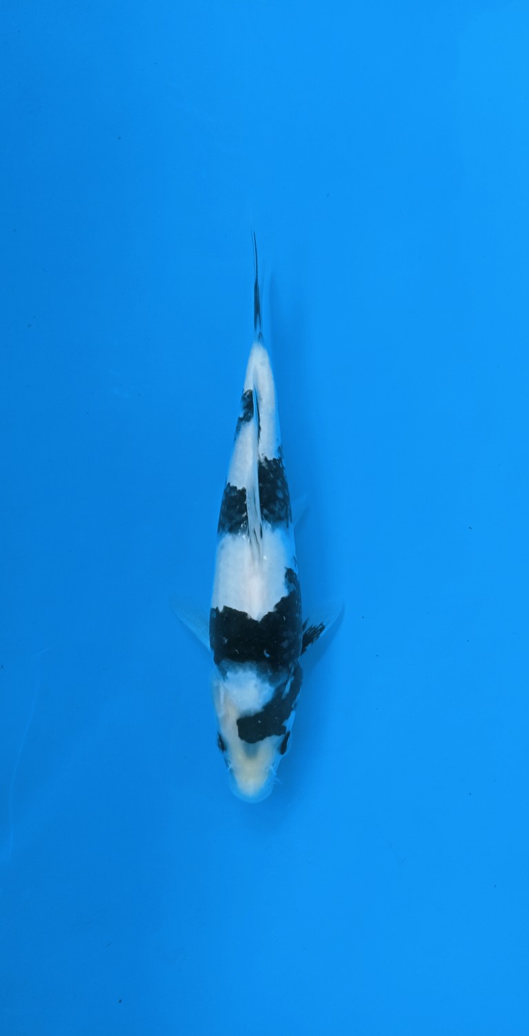 Juara 3