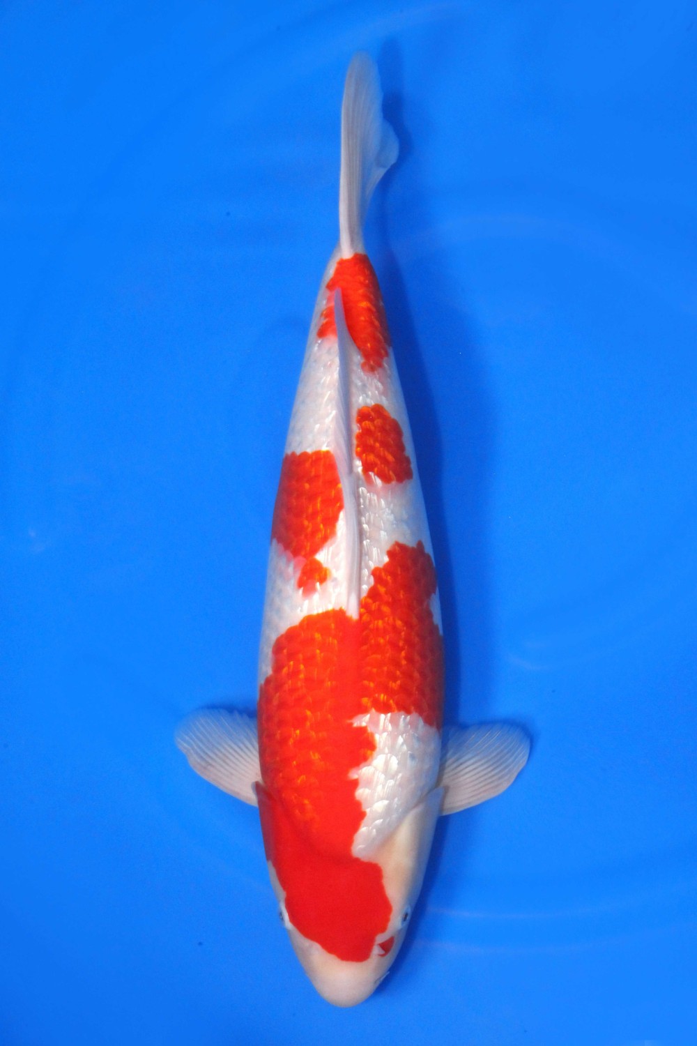 Juara 1