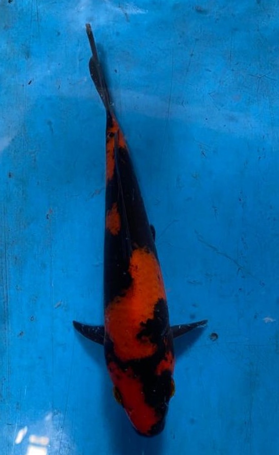 Juara 2